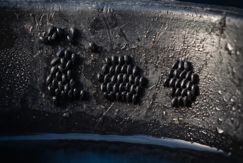 Huevos negros de mosquito pegados a la pared interior de un recipiente, por encima del agua.